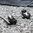 Baseus Encok S30 Bluetooth 5.0 Sports In-Ear Wireless Headphones (Noise Isolation)