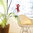 GeckoMometer Indoor & Outdoor Suction Thermometer - Red