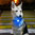 Pet Safety Dog Collar LED / Silicone Hanging Night Light / Walking Flash Tag - Blue